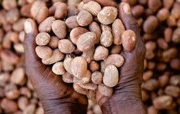 Shea Nut Bc40VQ