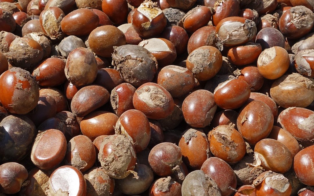Shea Nut Copy Scaled 1080x675 1 JOhvy0
