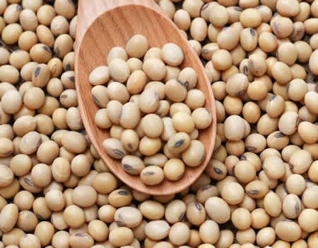 Soya Beans Uh09mb